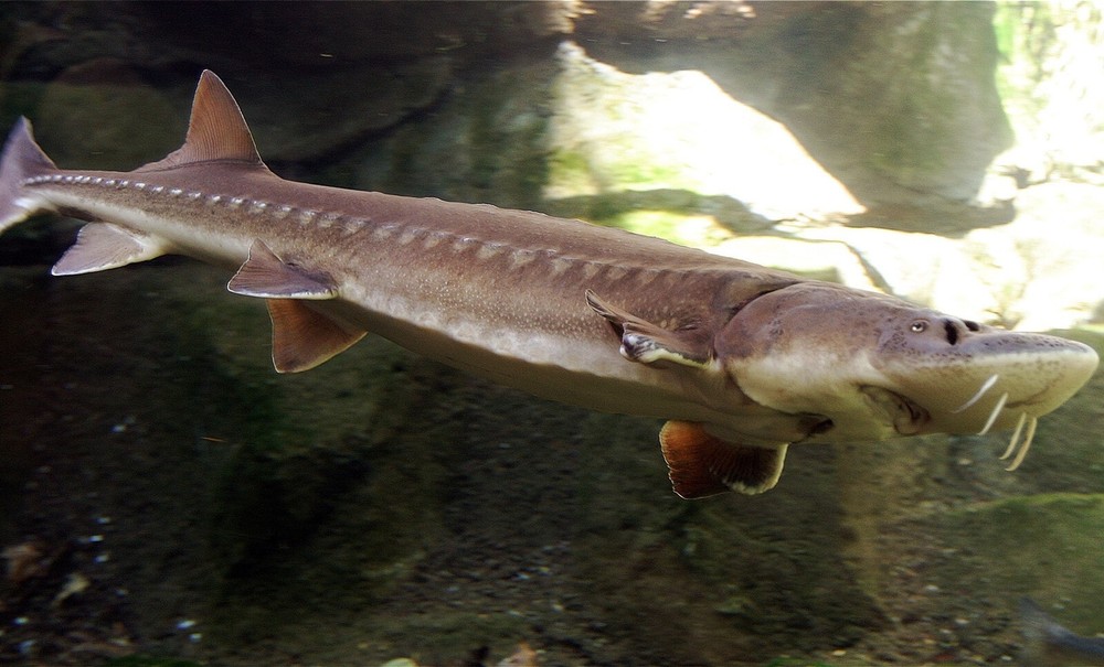 Sturgeon Fish GLOSSY POSTER PICTURE PHOTO PRINT BANNER 13989