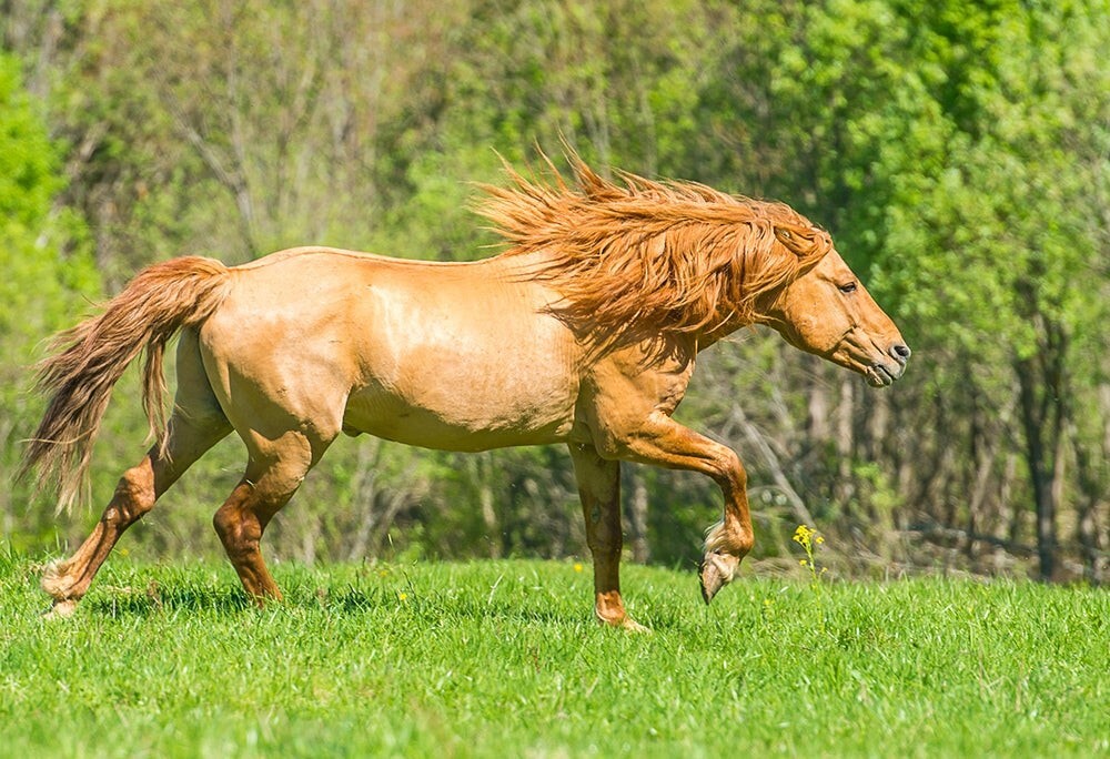 Bashkir Horse Breed GLOSSY POSTER PICTURE PHOTO PRINT BANNER 12806
