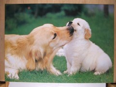 Puppy Poster #2   15 x 20 inches