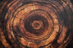 Tree Rings Brown Wood Framed Canvas Wall Art Decor, Nature, Natural Rustic Cabin