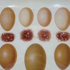 Creative Co-Op Framed Botanical Egg Study Framed Print Rustic Farmhouse Decor
