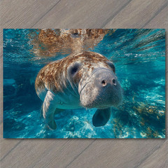 Art Print Manatee Underwater Swimming Clear Blue Ocean Gentle Sea Cow