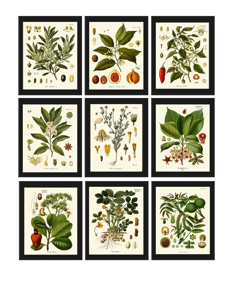 Herbs and Spices Print Set Botanical Wall Art of 9 Prints Beautiful Unframed