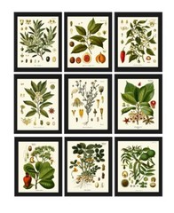 Herbs and Spices Print Set Botanical Wall Art of 9 Prints Beautiful Unframed
