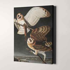 Barn Owl – Birds of America Vintage Birds Animals Canvas Wall Art Print