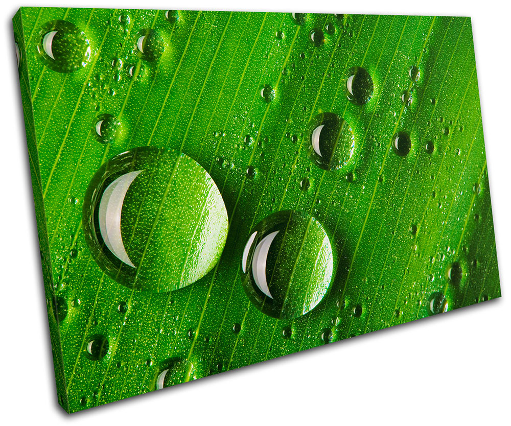 Grass Water Drops Floral SINGLE CANVAS WALL ART Picture Print VA