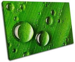 Grass Water Drops Floral SINGLE CANVAS WALL ART Picture Print VA