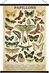 Butterfly Vintage Poster Wall decor Rustic Hanging Art Illustrative Reference Ch