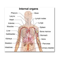 82049 Anatomy Human Body Tutorials Map Wall Print Poster US