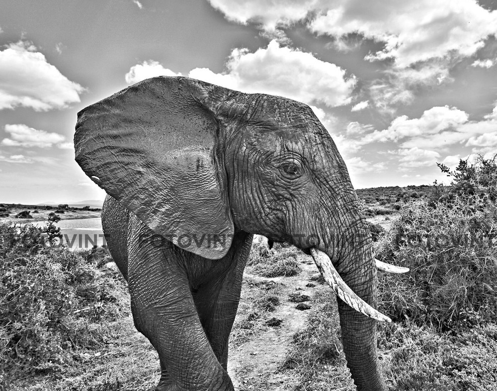 ELEPHANT Photo Picture Poster AFRICA WILDLIFE NATURE B&W Print #1 8×10 or 11×14