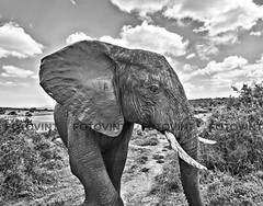 ELEPHANT Photo Picture Poster AFRICA WILDLIFE NATURE B&W Print #1 8×10 or 11×14