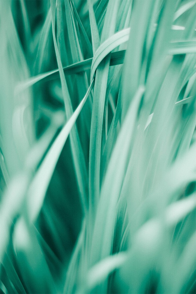 Bohemia Nature Plant Grass New Printing Wall Art Home Decor – POSTER 20×30