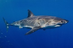 Great White Shark Week GLOSSY POSTER PICTURE PHOTO PRINT ocean large jaws Fish