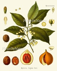 Herbs and Spices Print Set Botanical Wall Art of 9 Prints Beautiful Unframed