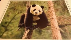 Funny Panda Tongue Animal Photo Print 8×10 New Matted HQ Gift Sealed