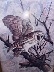 VTG Owl Framed Wall Art Set Of 2 Gold Wood Distressed Frames Rustic Nature Birds