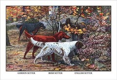 Gordon Setter, Irish Setter, English Setter by Louis Agassil Fuertes – Art Print