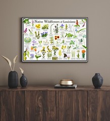 Native Wildflowers of Louisiana Flower Identification Poster / Name & Bloom Time