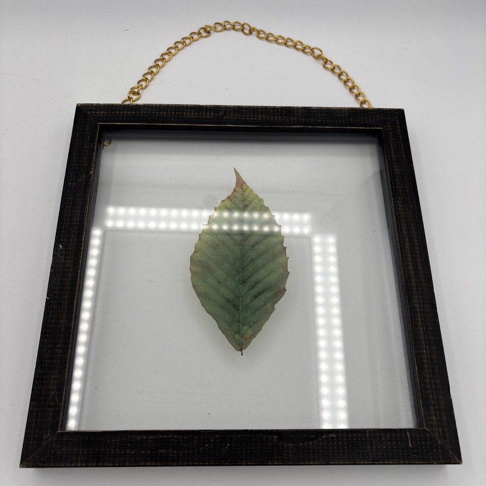 Farmhouse Clear Glass Leaf Picture Gold Chain Black Wood Frame Nature Spa