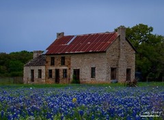 Photography Print Texas Bluebonnets, The Bluebonnet House Marble Falls Texas