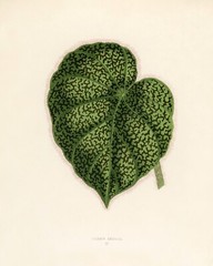 13432.Wall Decor Poster.Room Interior art home design.Rare plant leaf.Begonia