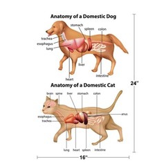 Anatomy Of Domestic Dog And Cat Educational Chart Animal Biology Science Classro