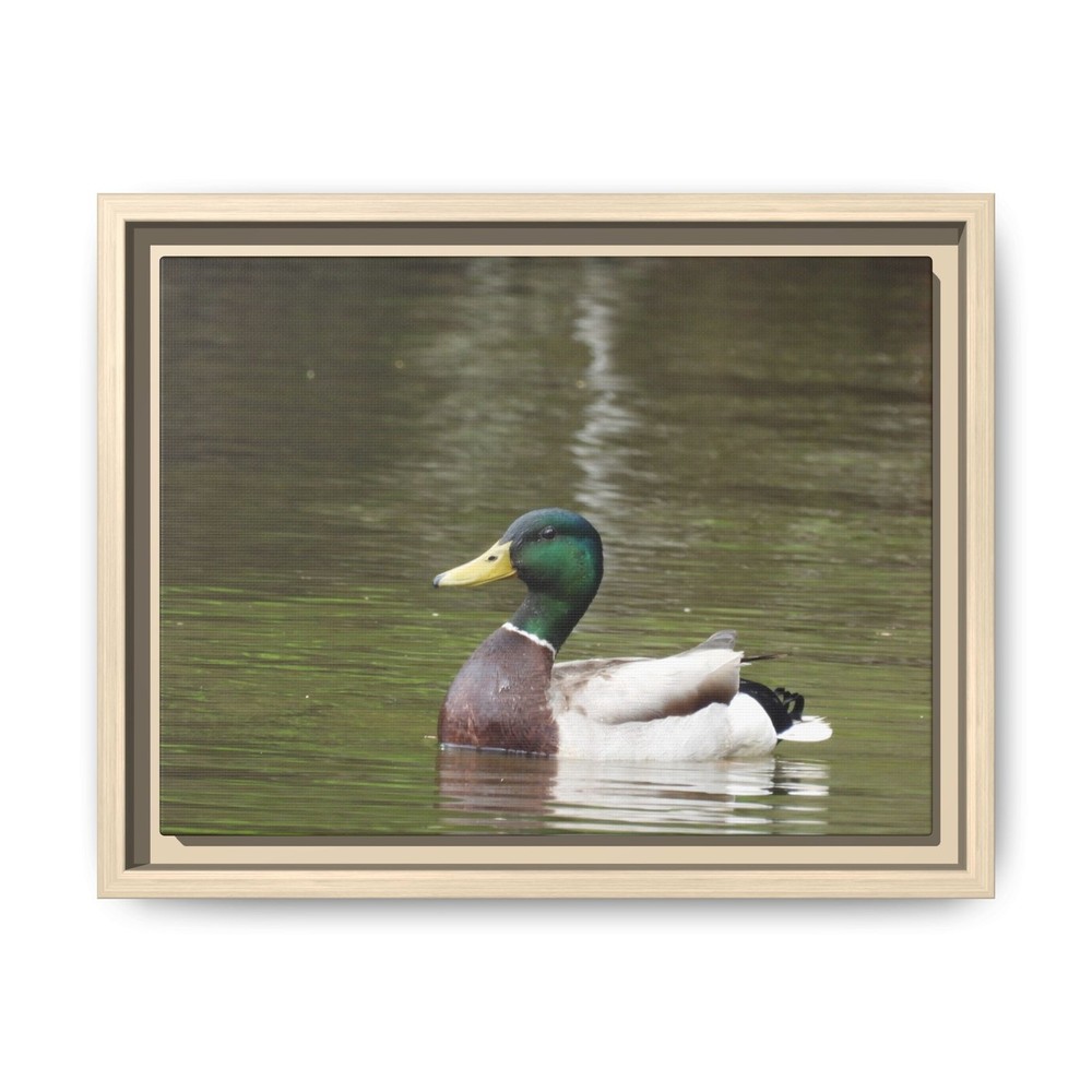 Mallard Duck Photo Matte Canvas Framed | Wildlife Wall Art