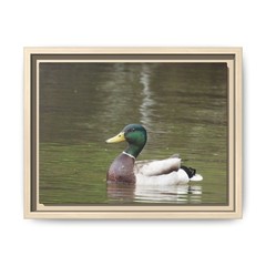 Mallard Duck Photo Matte Canvas Framed | Wildlife Wall Art