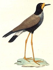 EXTINCT JAVANESE JAVAN LAPWING GLOSSY POSTER PICTURE PHOTO PRINT BANNER 10436