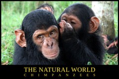 The Natural World Chimpanzees Forest Banana Art Wall Room Poster – POSTER 20×30