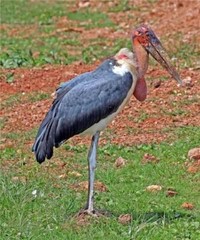 MARABOU STORK BIRD GLOSSY POSTER PICTURE PHOTO BANNER PRINT 9288