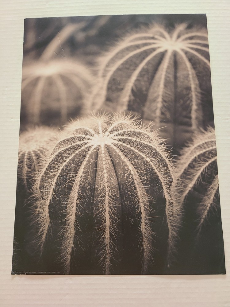 Ikea- BILD- Poster Prints- Cactus-16in x 14in