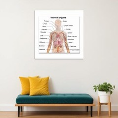 82049 Anatomy Human Body Tutorials Map Wall Print Poster US