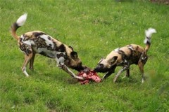 AFRICAN WILD DOGS PAINTED LYCAON GLOSSY POSTER PICTURE PHOTO PRINT BANNER 8745