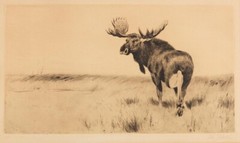 Moose Etching : Wilhelm Kuhnert : Archival Quality Art Print to Frame