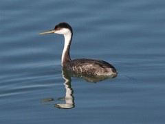 Western Grebe Bird Swan Grebe GLOSSY POSTER PICTURE PHOTO PRINT BANNER 14838