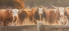 Texas Longhorns Panoramic 35″ x 8″ Canvas Western Americana Wall Art Decor Large