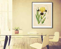 Yellow & Purple Iris 1871 Botanical Illustration Giclee Print, 4″ x 6″-16″ x 20″