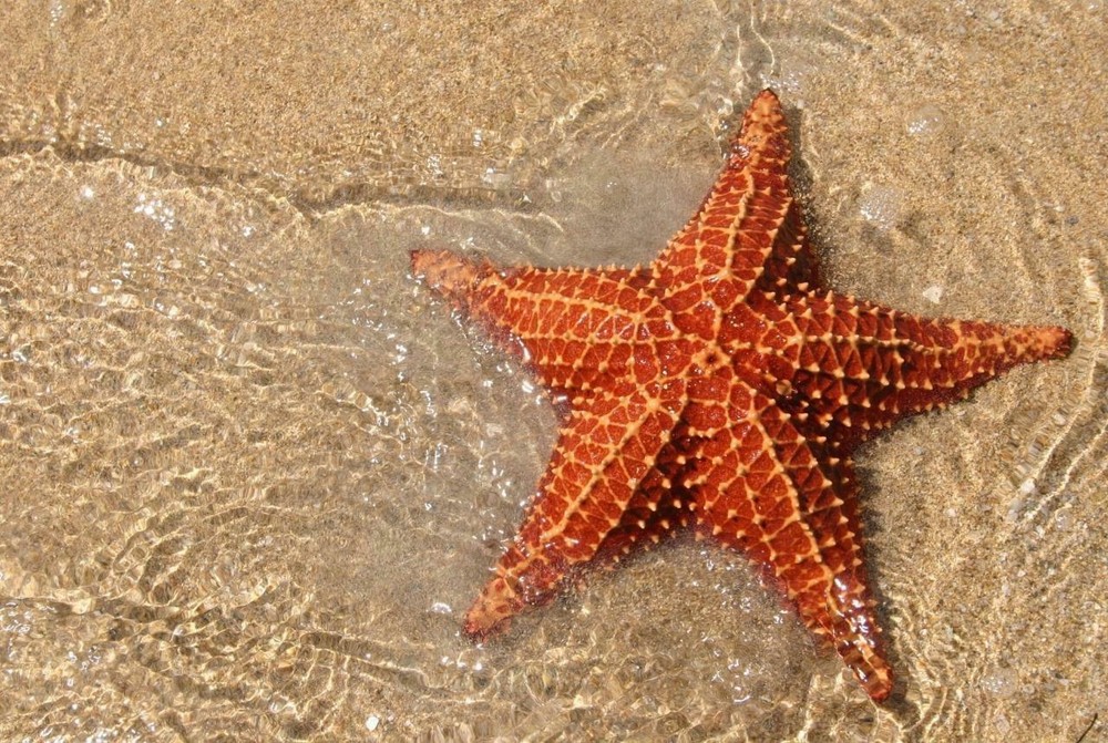 STARFISH GLOSSY POSTER PICTURE PHOTO PRINT sea five arms marine cool 4895