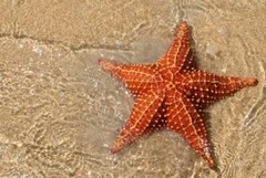 STARFISH GLOSSY POSTER PICTURE PHOTO PRINT sea five arms marine cool 4895