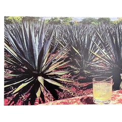 Weone Artwork Agave Plantation Canvas Wall Print 24″x48″ Mezcal Tequila Decor