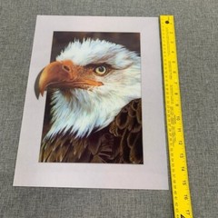 Brand New! Bald Eagle 3D Lenticular Poster 11.5″x15.5″ Wall Art Decor Pops out.