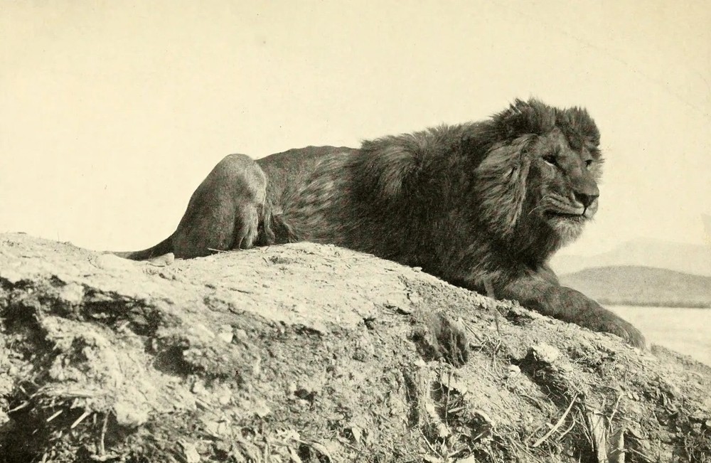 Barbary Lion North Africa GLOSSY POSTER PICTURE PHOTO PRINT BANNER 12356