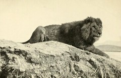 Barbary Lion North Africa GLOSSY POSTER PICTURE PHOTO PRINT BANNER 12356