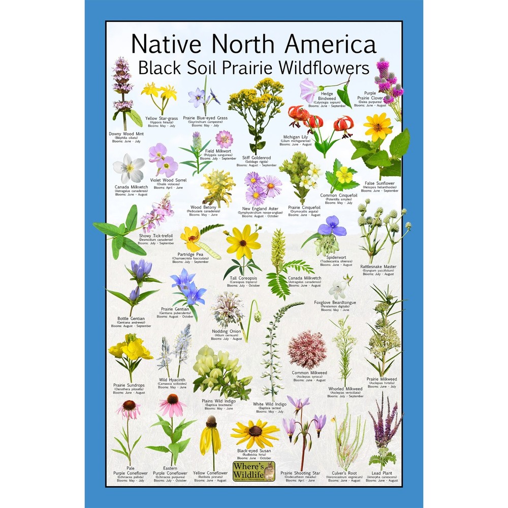 Native North America Black Soil Prairie Wildflowers Flower Identification Poster