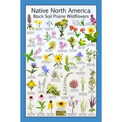 Native North America Black Soil Prairie Wildflowers Flower Identification Poster