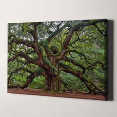 Charleston Angel Oak Tree South Carolina Forest Nature Canvas Wall Art Print