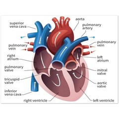 Human Heart Anatomy Diagram Poster Educational Medical Science Chart