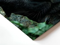 Wall Art Black Panther Portrait Wildlife Animal Close Up Canvas Print Decor