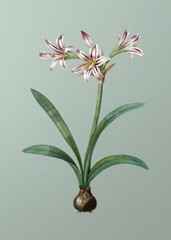Amaryllis On Mint Green PREMIUM POSTER FILM PRINT HIGH QUALITY Thick paper